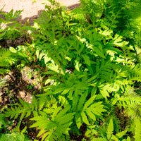 Onoclea sensibilis - Onoclea - Fougère - Fougères