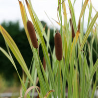 Typha latifolia variegata - Massette à feuilles larges panachée - Roseaux