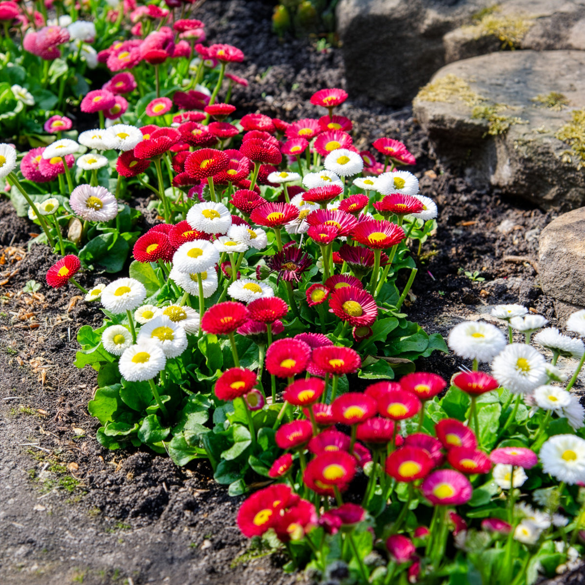 2 Pâquerettes en mélange - Bellis perennis - Bakker