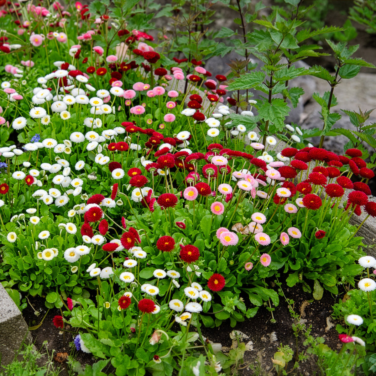 Plantes vivaces - 2 Pâquerettes en mélange - Bellis perennis