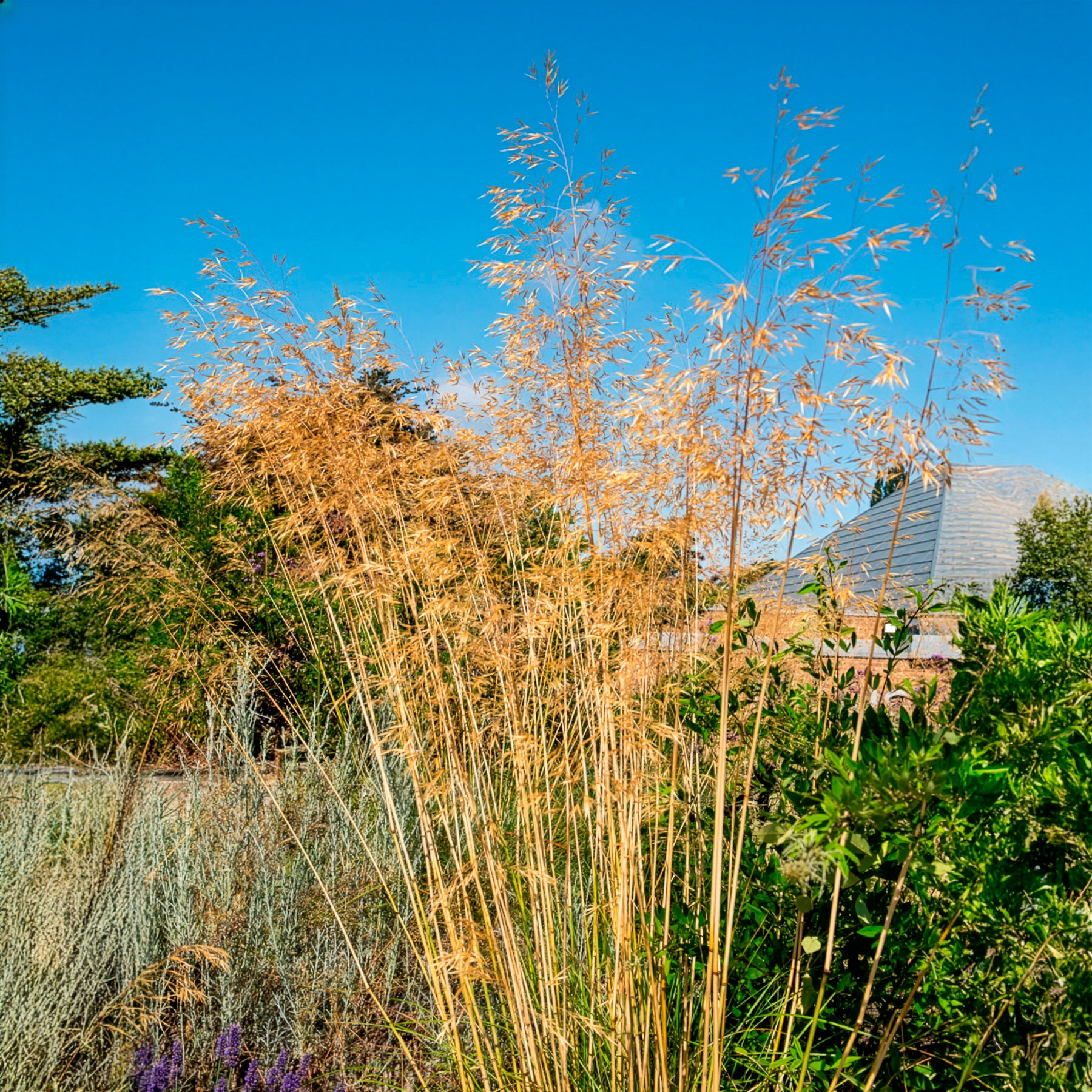 Stipe géante - Stipe - Bakker