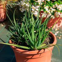 Aloe x safari Sunrise ® - Aloe Safari Sunrise - Agave