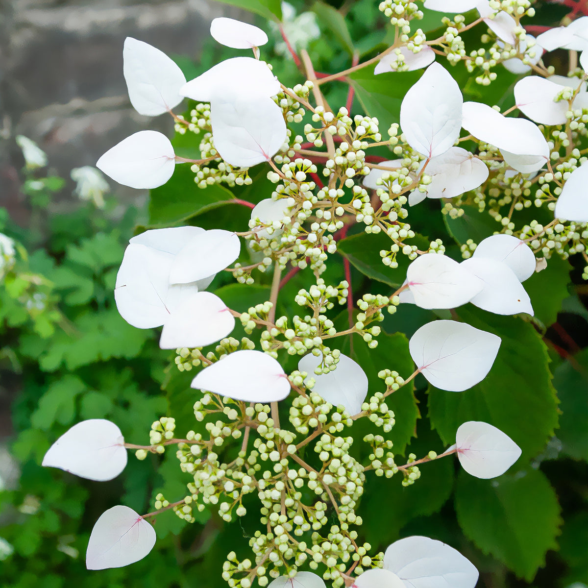 Hortensia grimpant du Japon - Schizophragma hydrangeoïdes - Bakker
