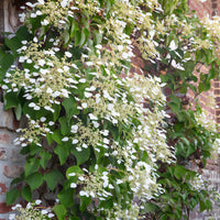 Schizophragma hydrangeoïdes - Hortensia grimpant du Japon - Plantes grimpantes