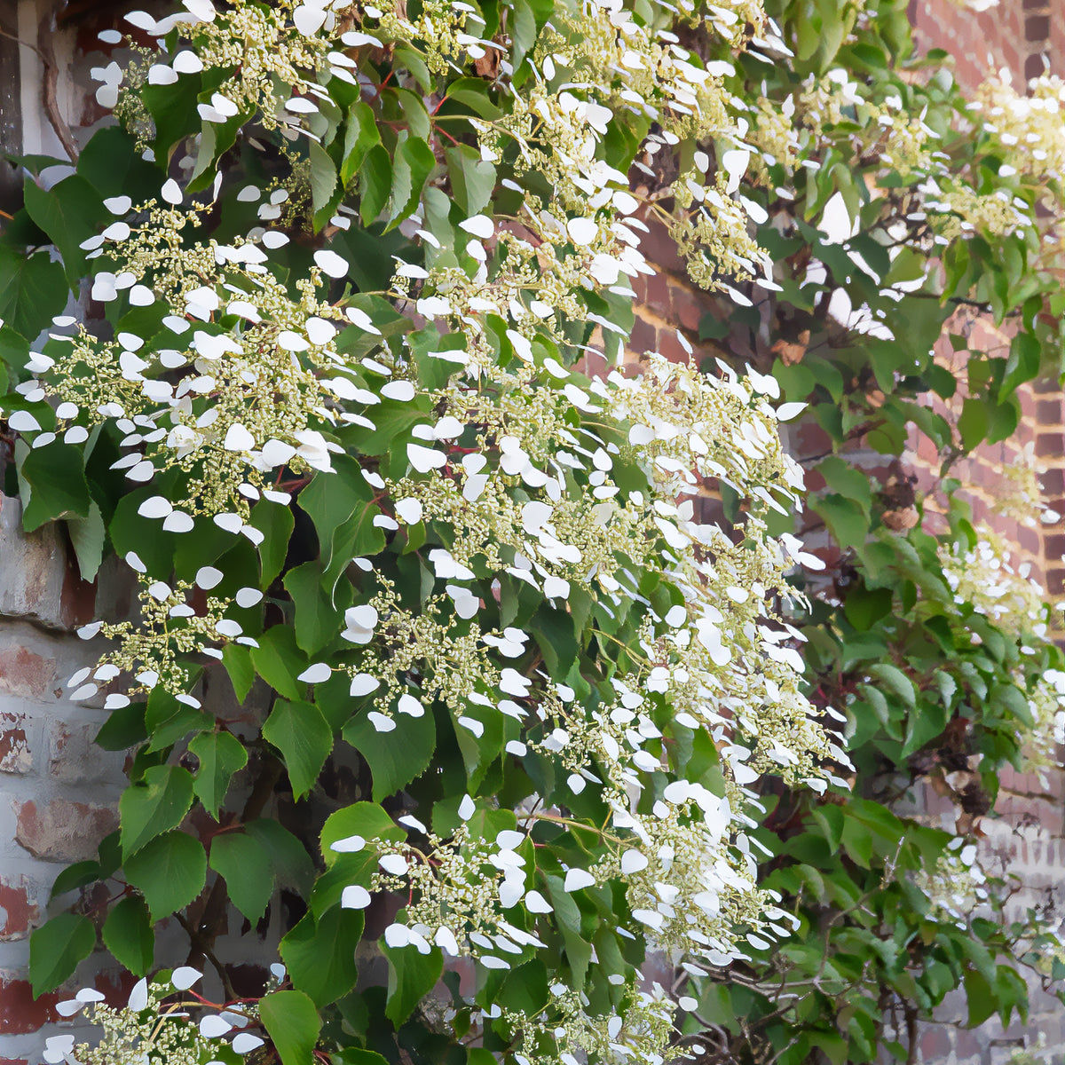 Schizophragma hydrangeoïdes - Hortensia grimpant du Japon - Hortensia grimpant