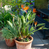 Vente Oiseau du paradis Strelitzia - Strelitzia reginae