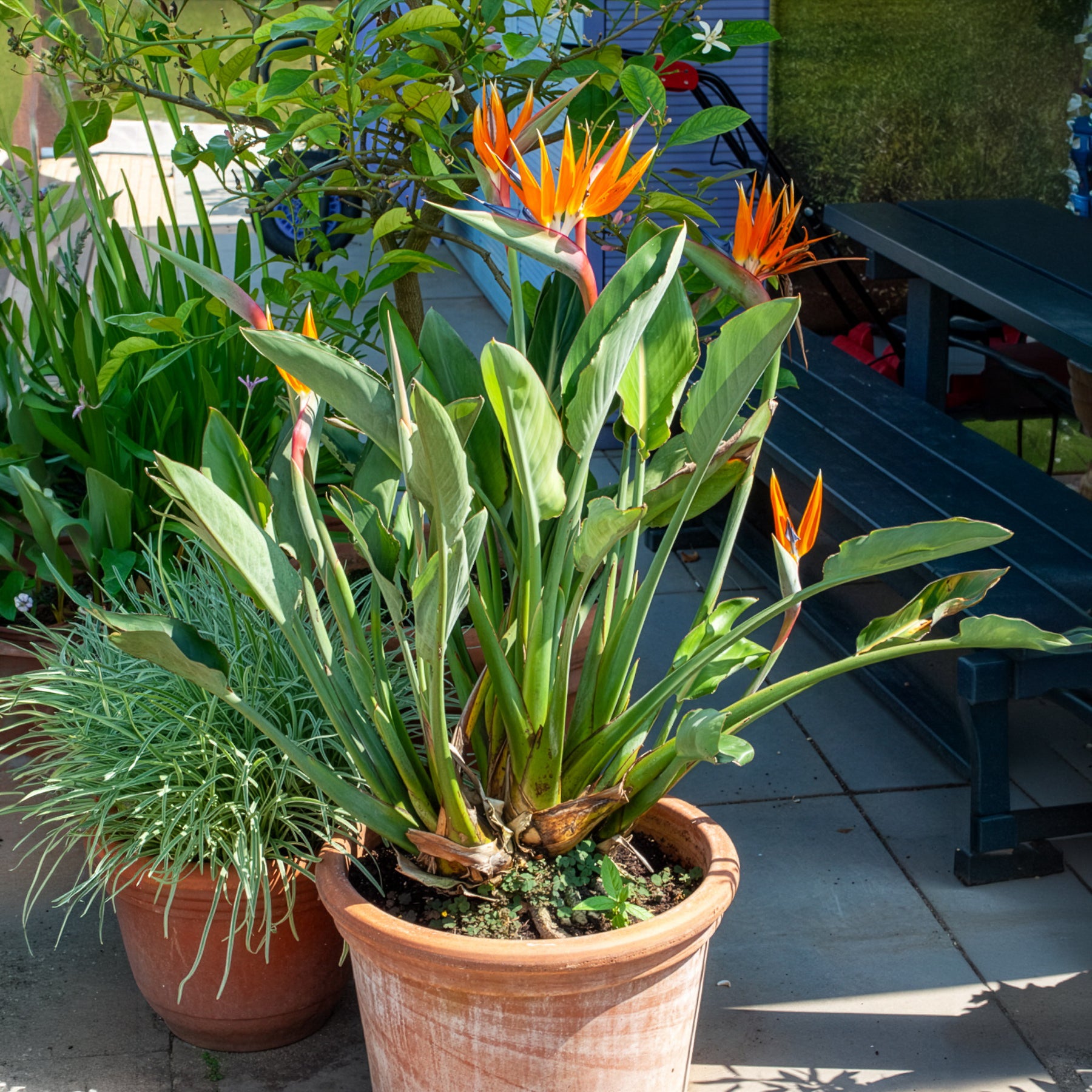 Vente Oiseau du paradis Strelitzia - Strelitzia reginae