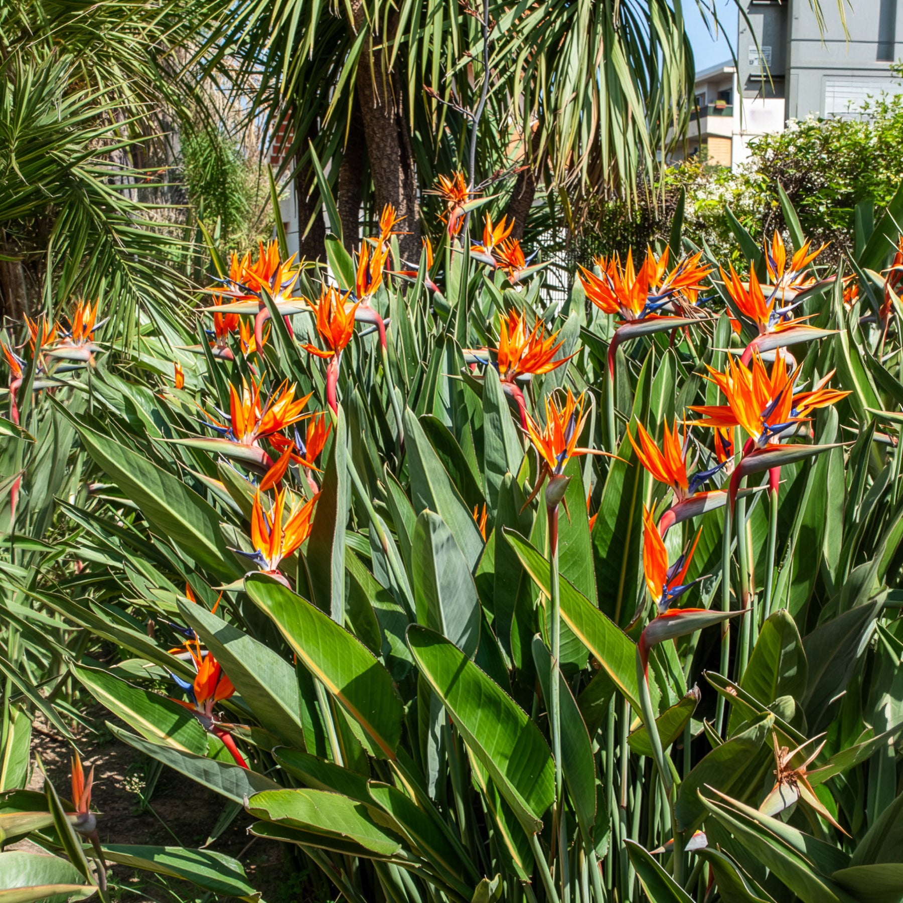 Vente Oiseau du paradis Strelitzia - Strelitzia reginae - Oiseau de paradis