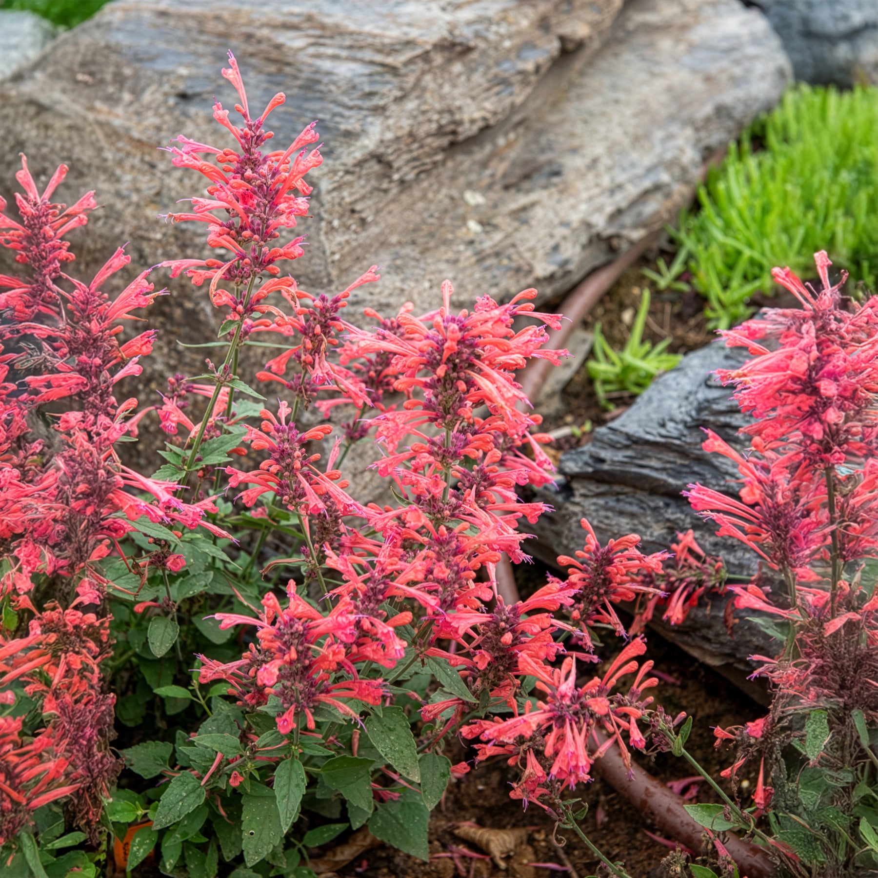 Agastache Kudos Coral - Bakker