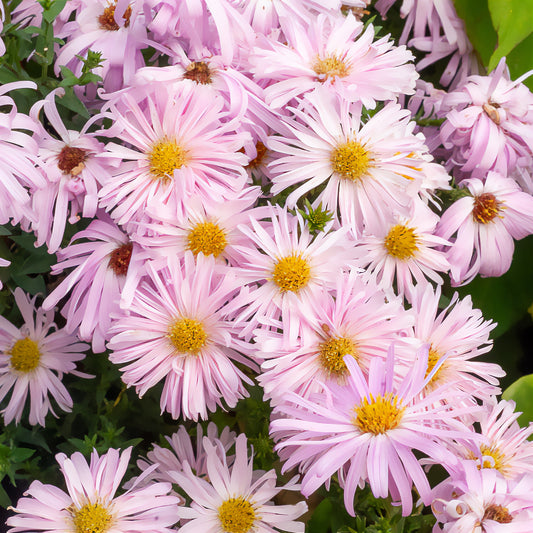 Aster grand d'automne Fellowship - Bakker
