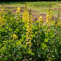 Lupin indigo Lemon Meringue - Bakker