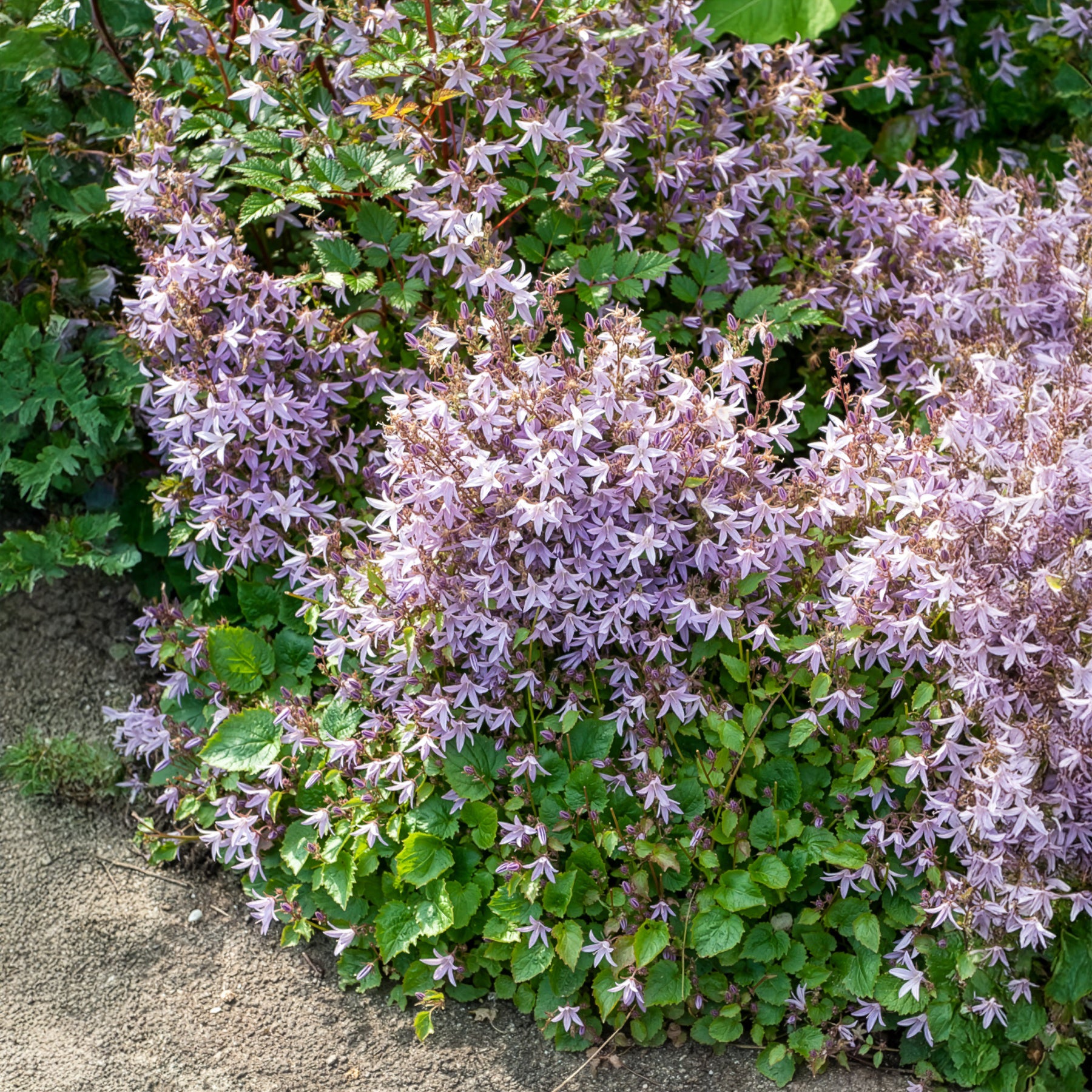 Campanule des murets Lisduggan - Campanula poscharskyana Lisduggan Variety - Bakker
