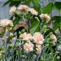 Œillet mignardise Devon Cream - Bakker