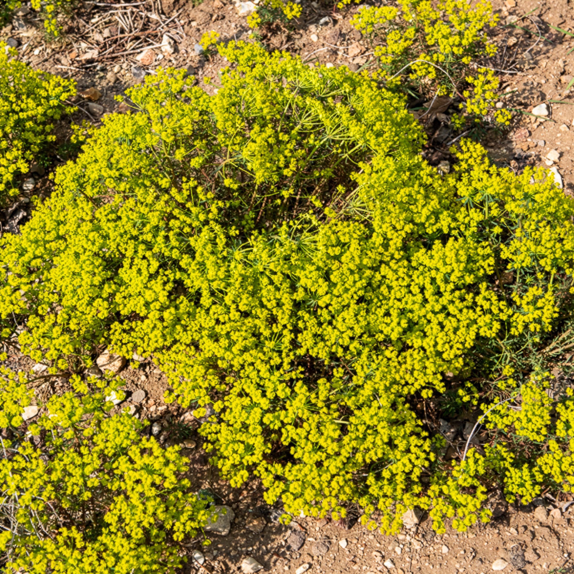 Euphorbe - Euphorbe petit-cyprès - Euphorbia cyparissias