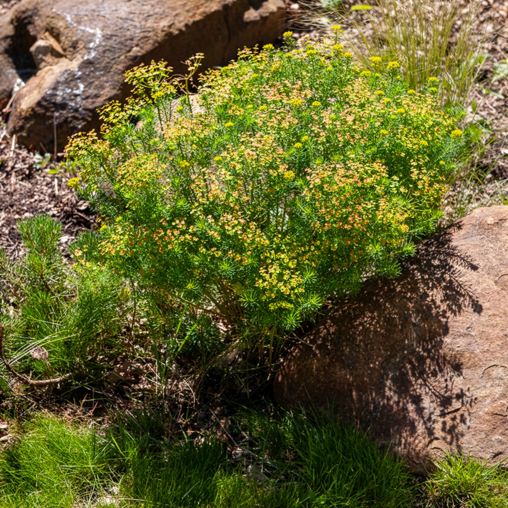 Euphorbia cyparissias - Euphorbe petit-cyprès - Euphorbe