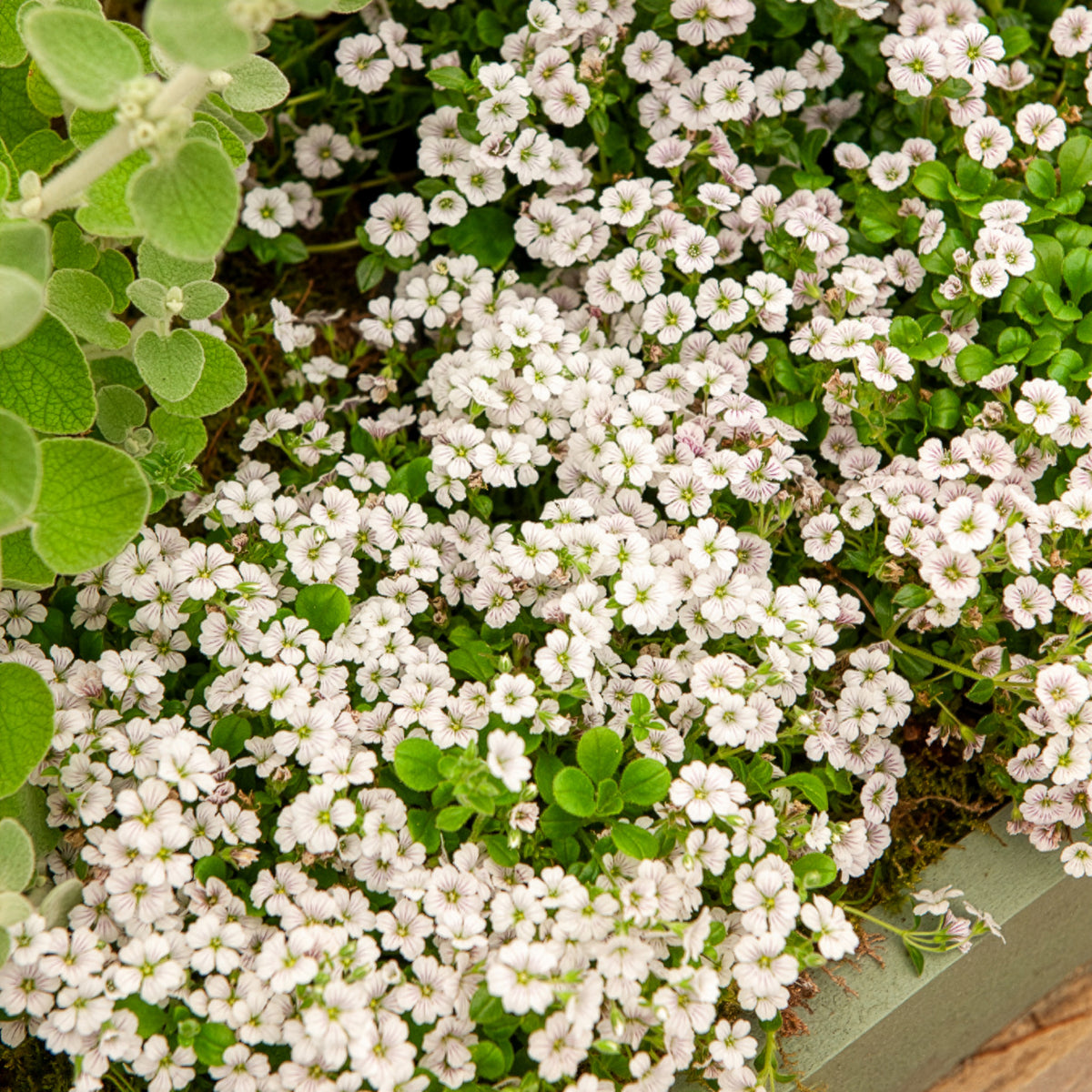 Vente Gypsophile en coussin - Gypsophila cerastioides
