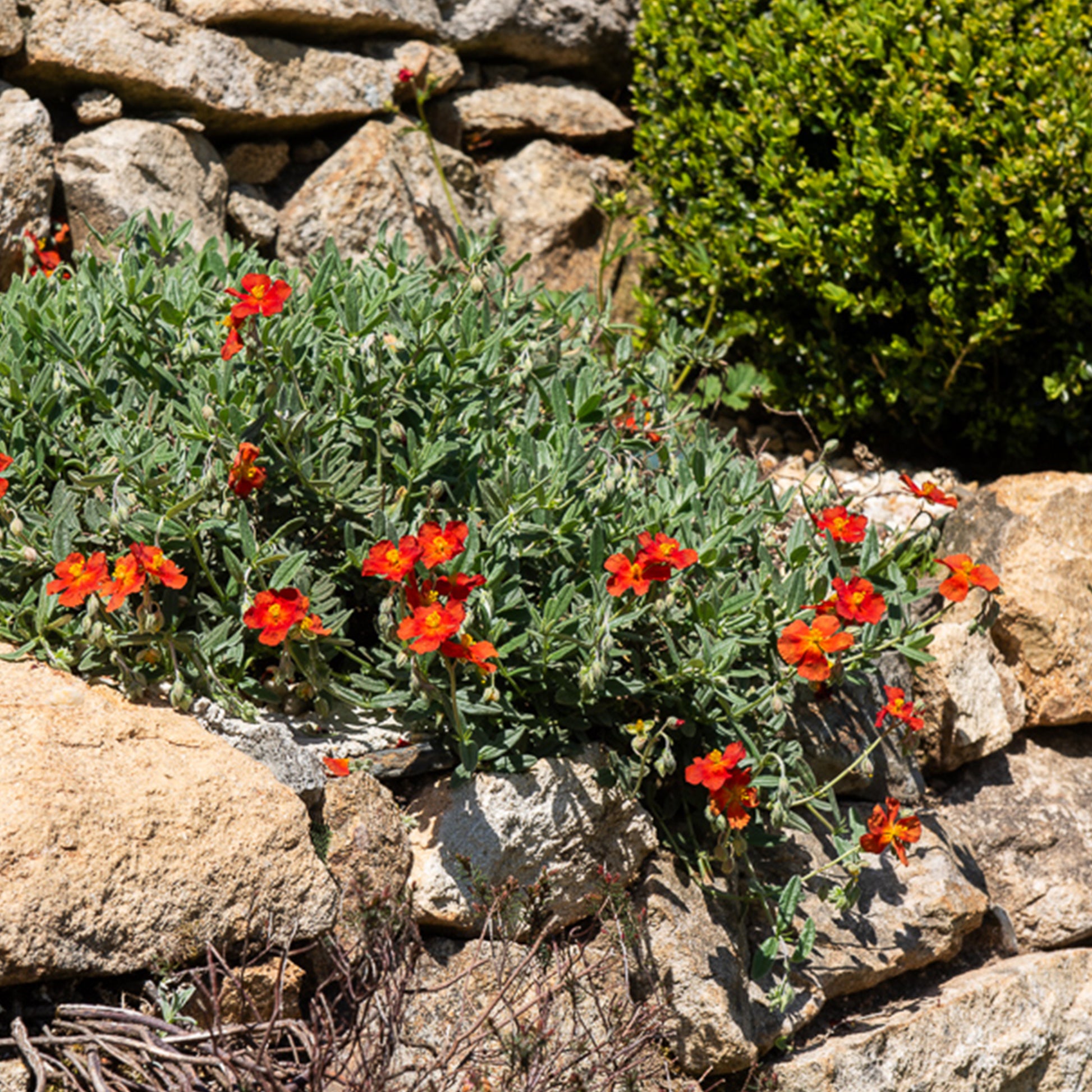 Helianthemum bronzeteppich - Hélianthème Bronzeteppich - Hélianthèmes