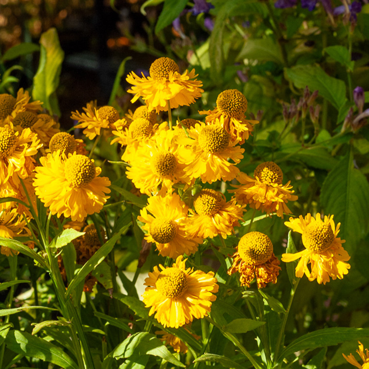 Hélénie Double Trouble - Helenium double trouble - Bakker