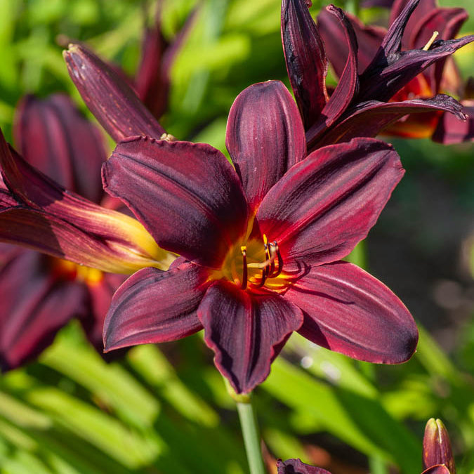 Hémérocalle American Revolution - Hemerocallis american revolution - Bakker