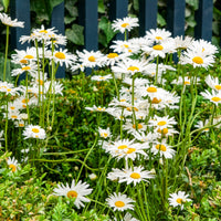 Marguerite commune - Leucanthemum vulgare - Bakker