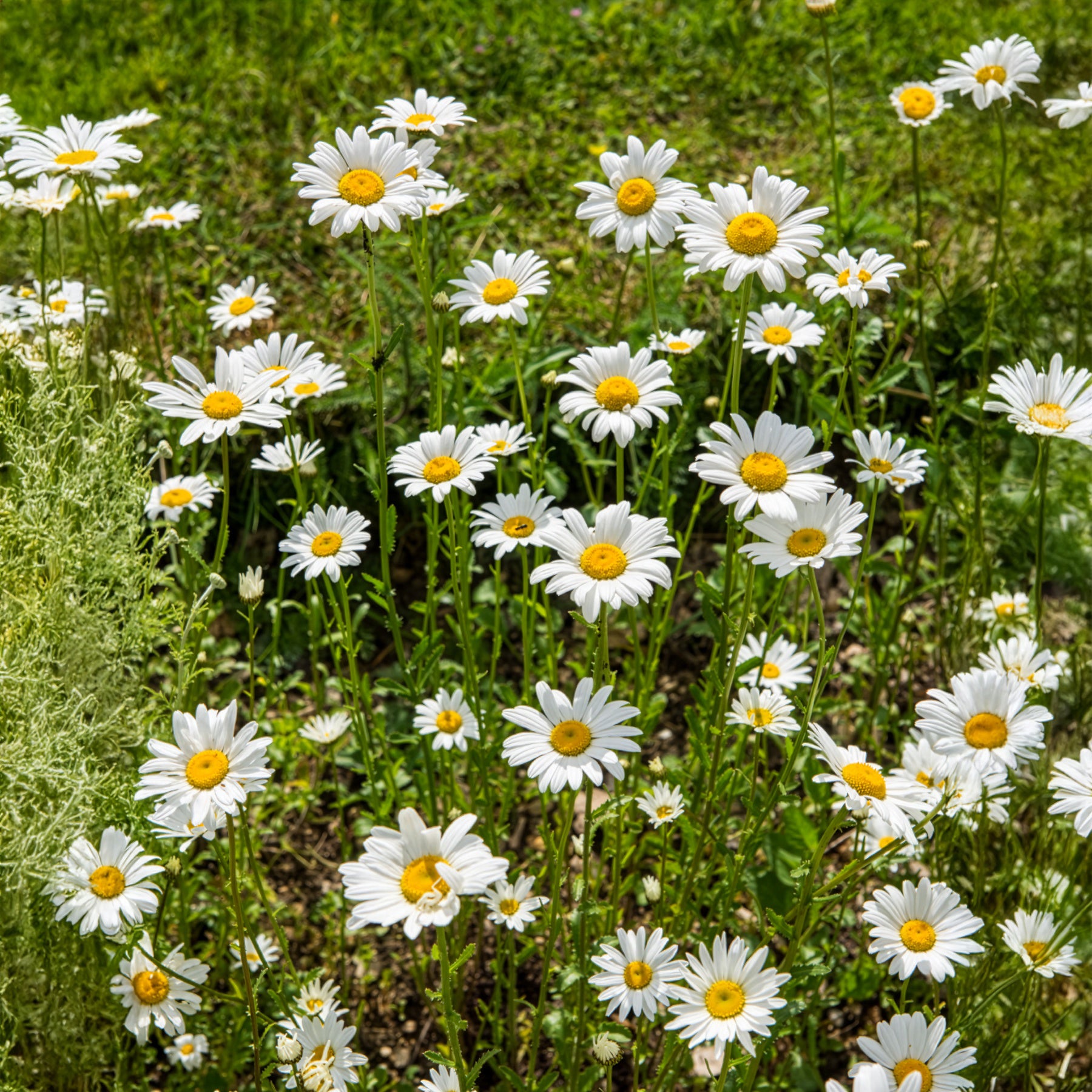 Marguerite commune - Bakker