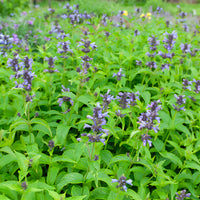 Nepeta kubanica - Bakker