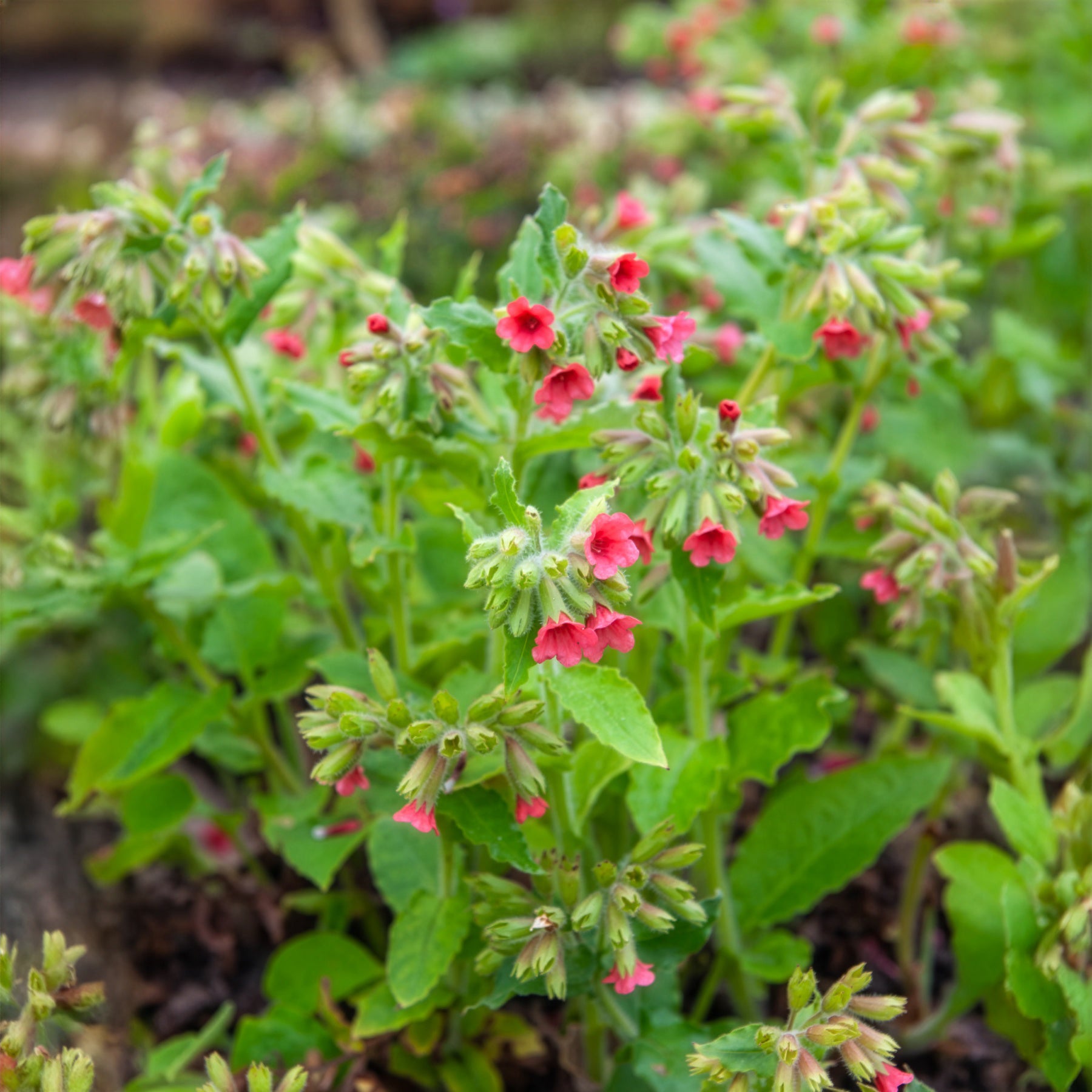 Pulmonaire rouge - Pulmonaria rubra - Bakker