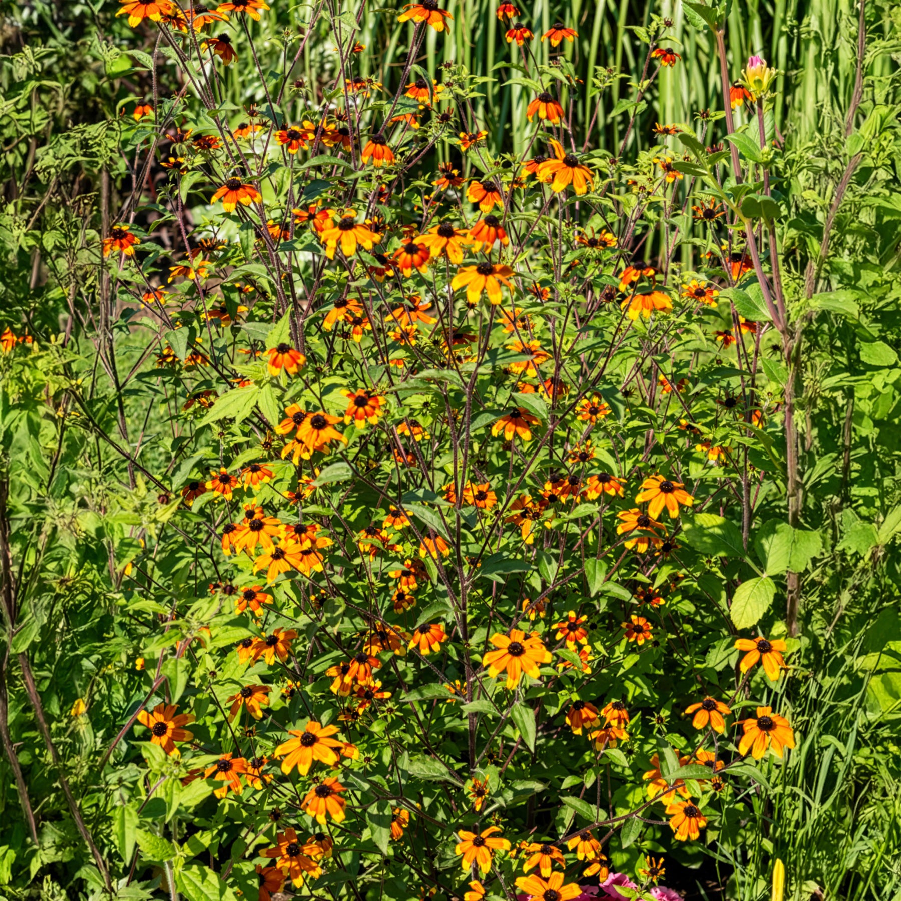Rudbeckia triloba Prairie Glow - Rudbeckie trilobée Prairie Glow - Rudbeckia