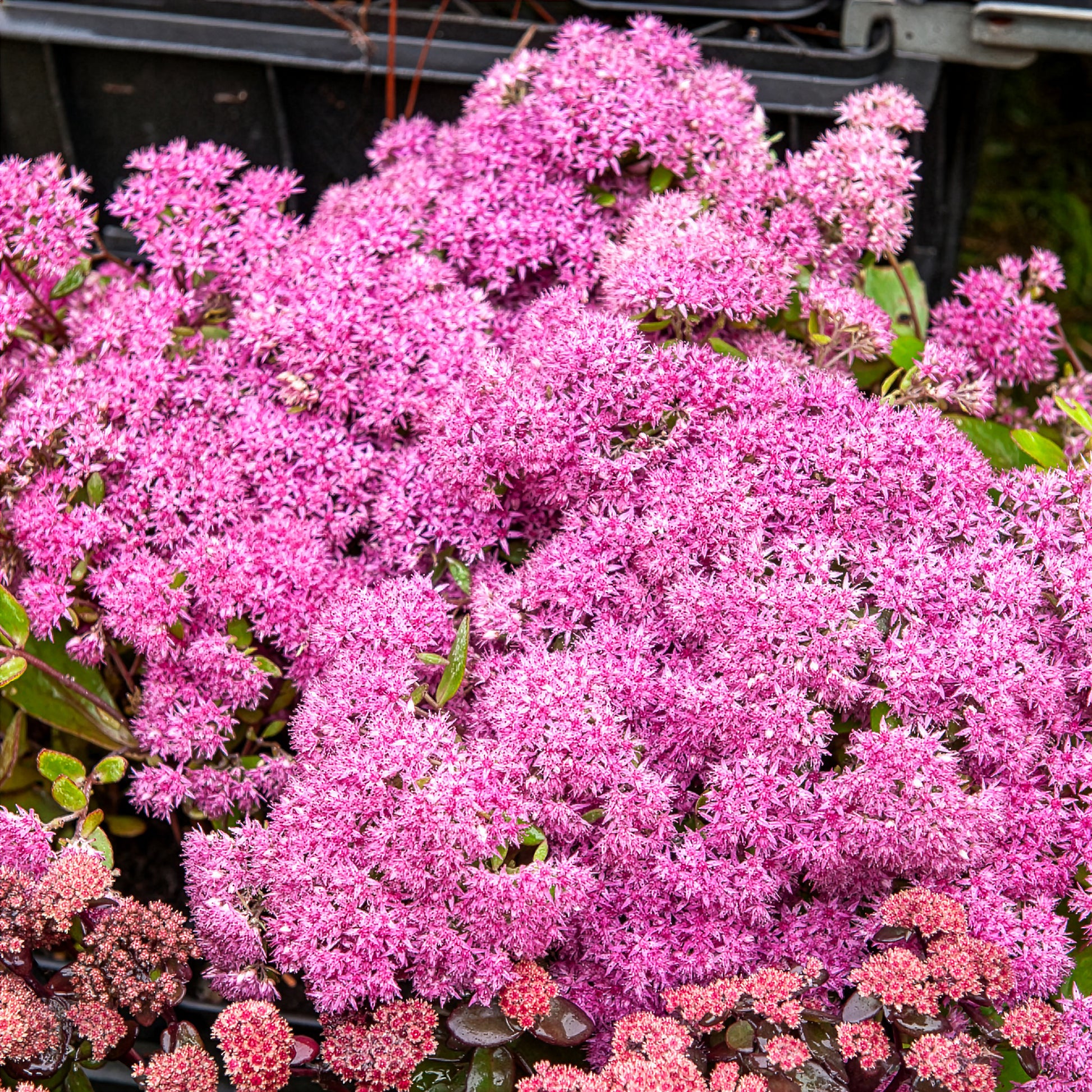 Sedum Mr Goodbud - Sedum Mr Goodbud - Sedum - Orpin
