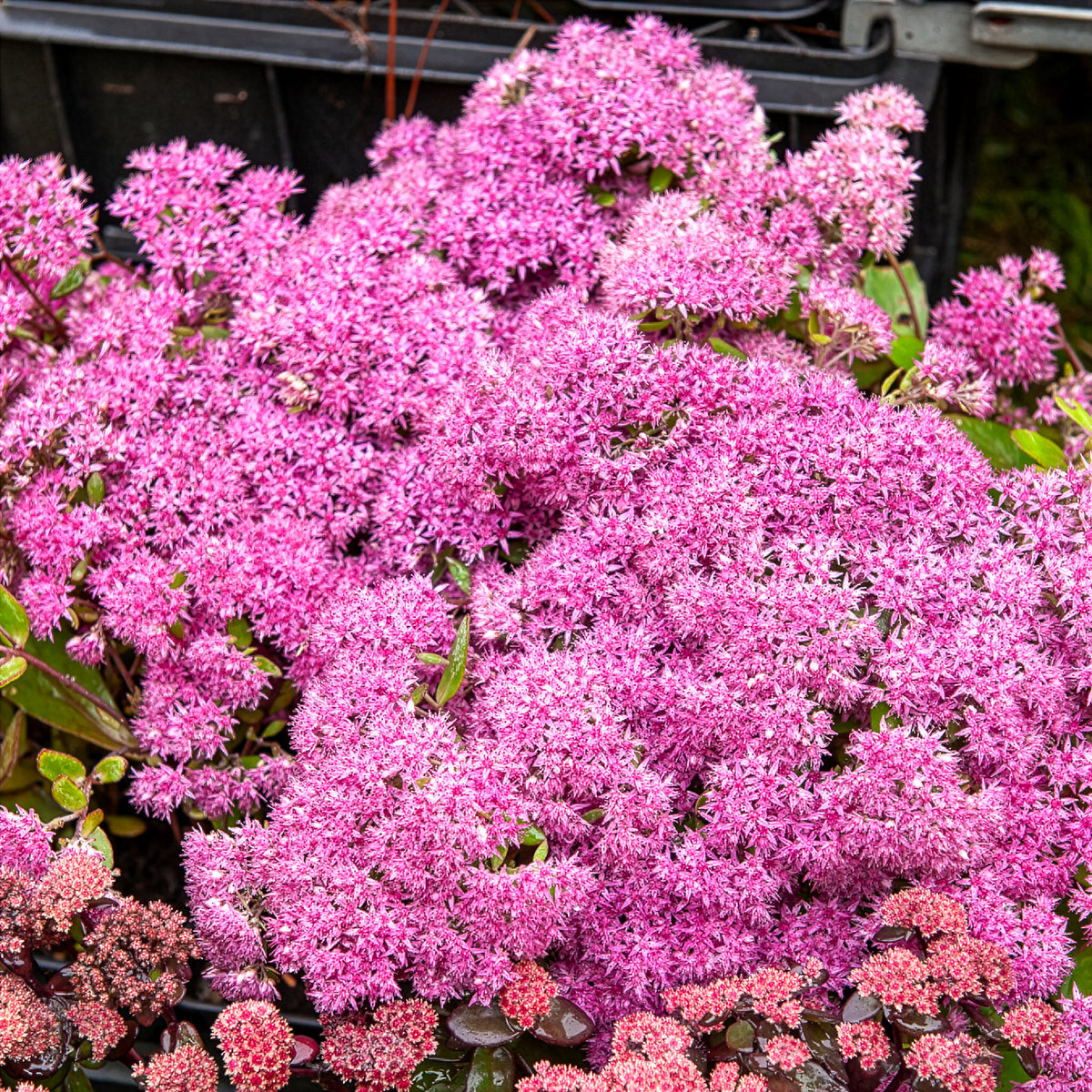 Sedum Mr Goodbud - Sedum Mr Goodbud - Sedum - Orpin