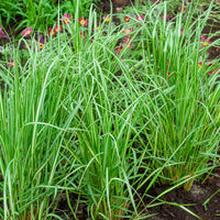 Calamagrostide panachée Avalanche - Calamagrostis acutiflora avalanche - Bakker