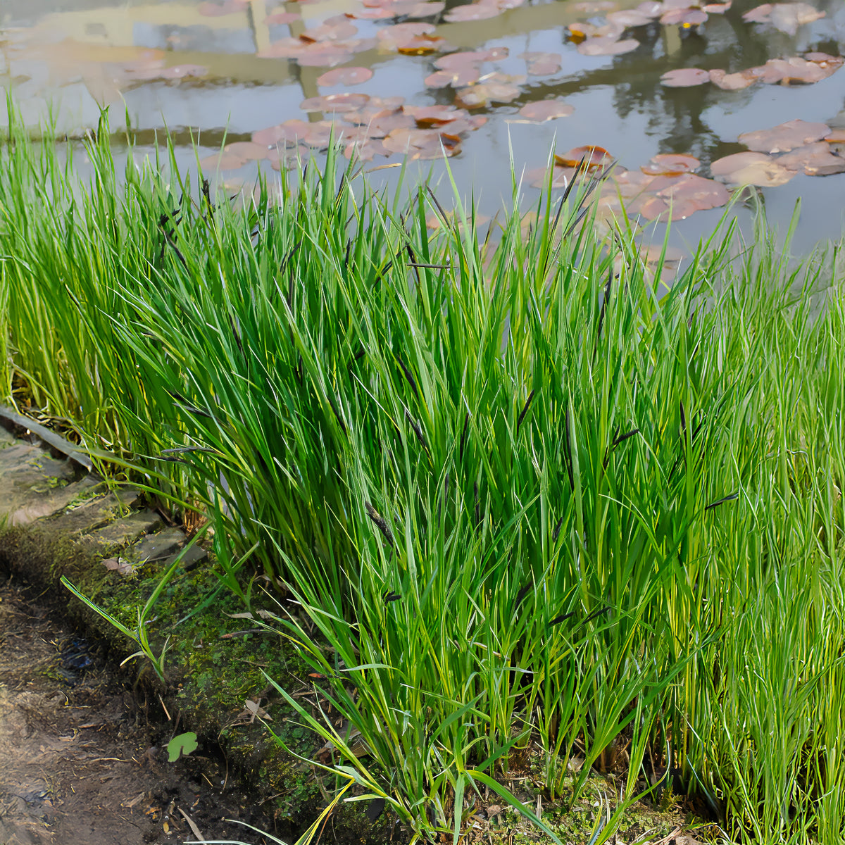 Laîche des rives - Carex - Bakker