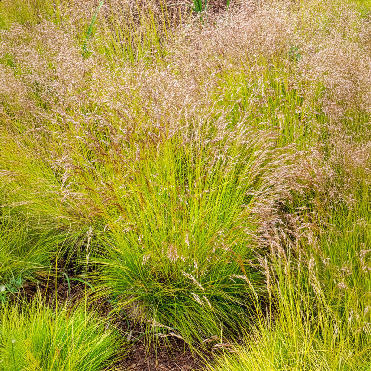Canche flexible Tatra Gold - Deschampsia flexuosa Tatra Gold - Bakker