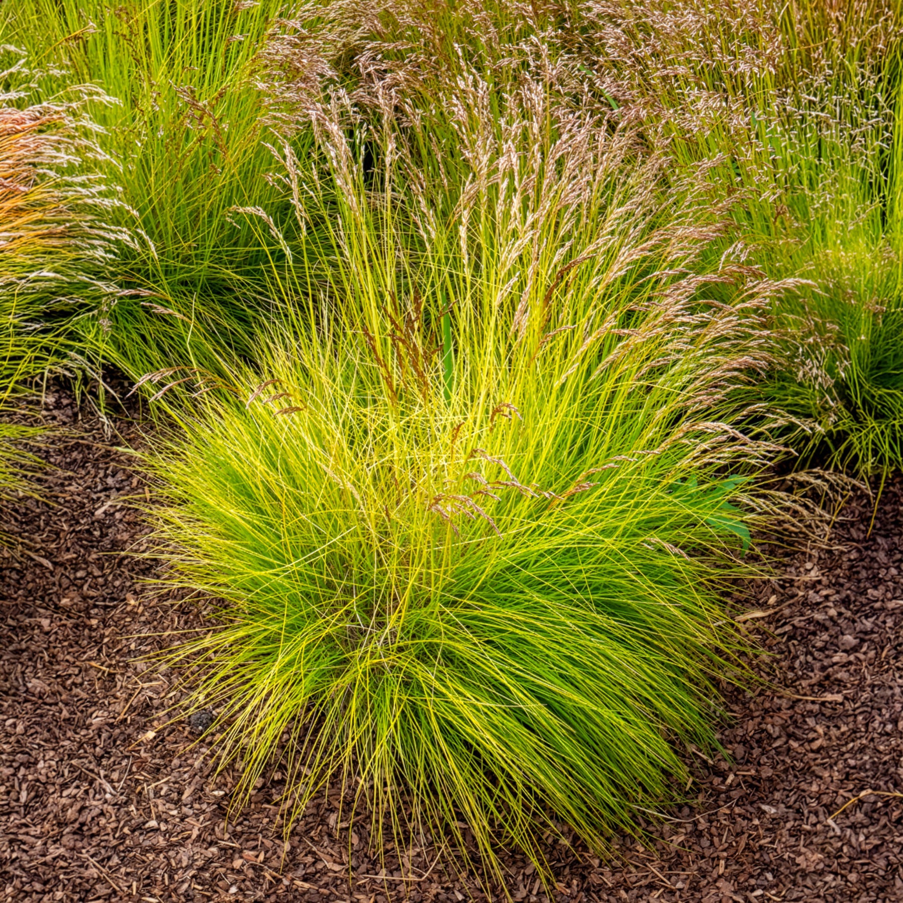 Canche flexible Tatra Gold - Bakker