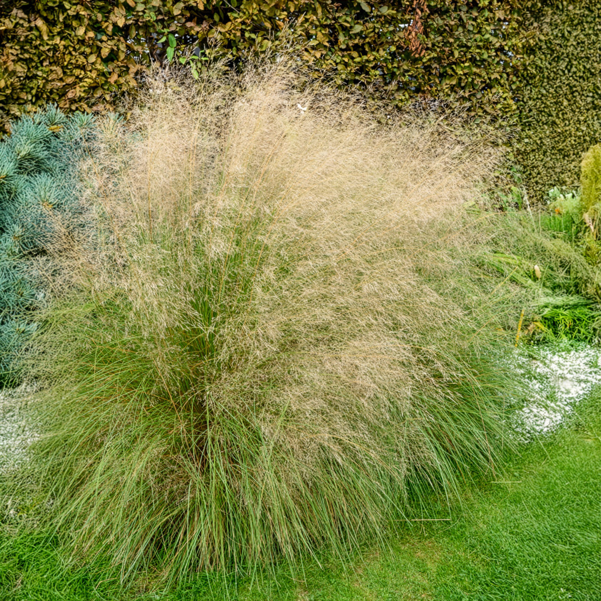 Eragrostis curvula - Herbe d'amour courbée - Graminées