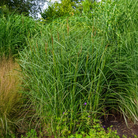 Miscanthus sinensis Kaskade - Eulaliee Kaskade - Eulalie - Miscanthus