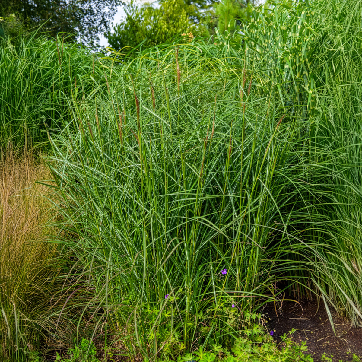 Miscanthus sinensis Kaskade - Eulaliee Kaskade - Eulalie - Miscanthus