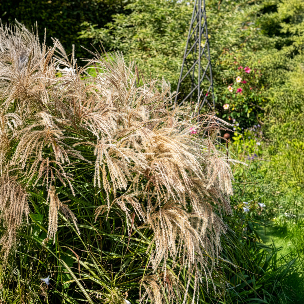Eulaliee Kaskade - Miscanthus sinensis Kaskade - Bakker