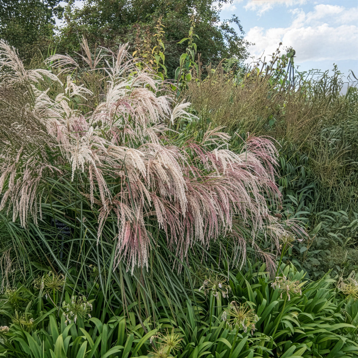 Eulalie - Miscanthus - Eulaliee Kaskade - Miscanthus sinensis Kaskade