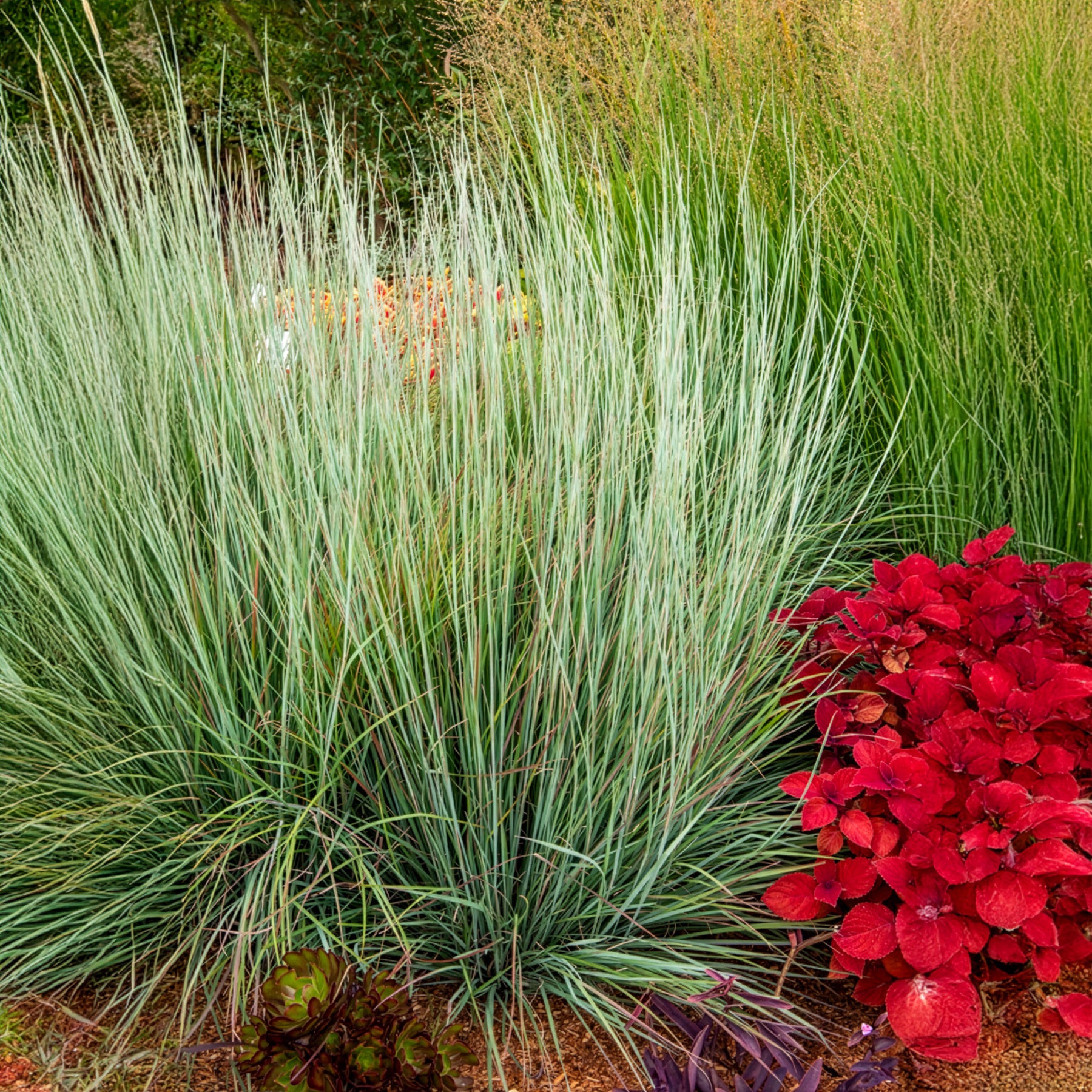 Schizachyrium scoparium Standing Ovation - Andropogon Standing Ovation - Andropogon