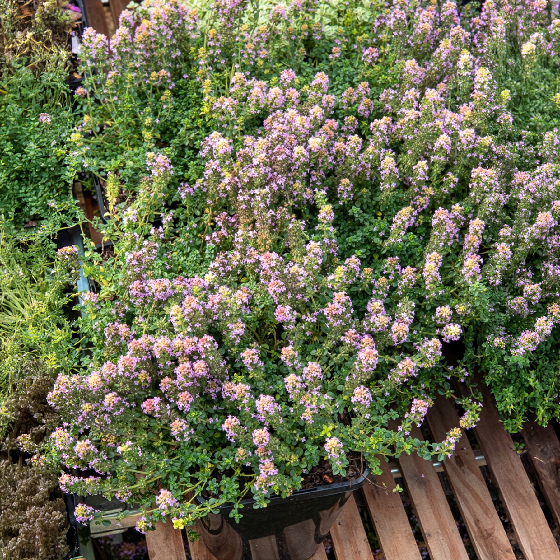 Thym serpolet Elfin - Bakker