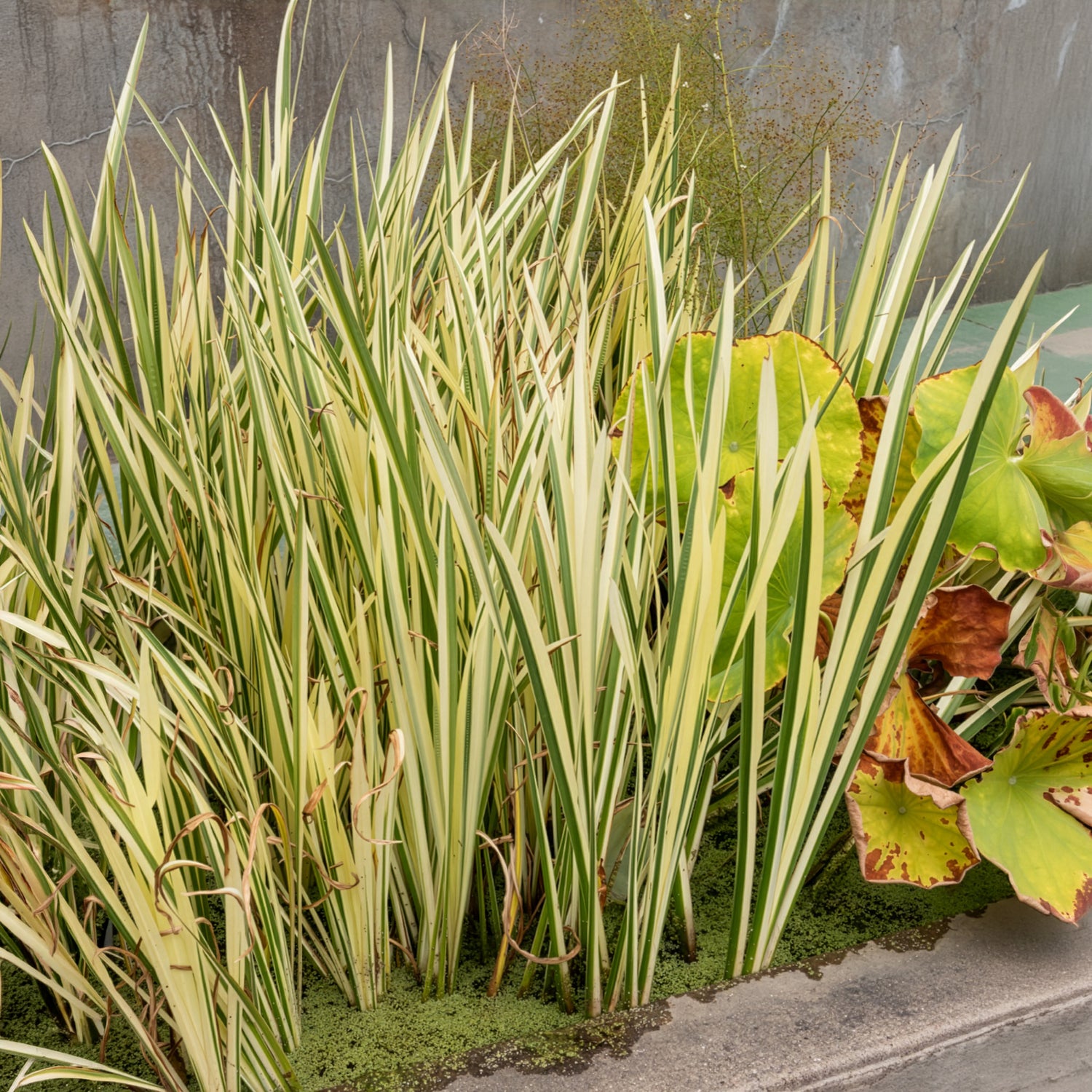 Acorus calamus - Acore odorant