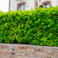 Fusain du Japon - Euonymus japonicus - Bakker