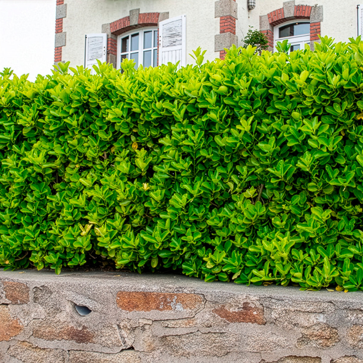 Fusain du Japon - Euonymus japonicus - Bakker