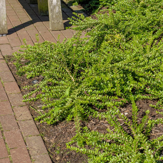 Chèvrefeuille à cupule - Bakker