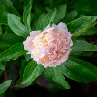 Pivoine lactiflora Fleur de Pêcher - Paeonia lactiflora peche - Bakker