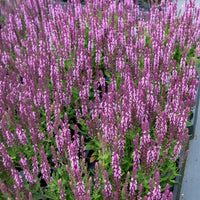Salvia nemorosa sensation pink - Sauge des bois rose clair - Sauges