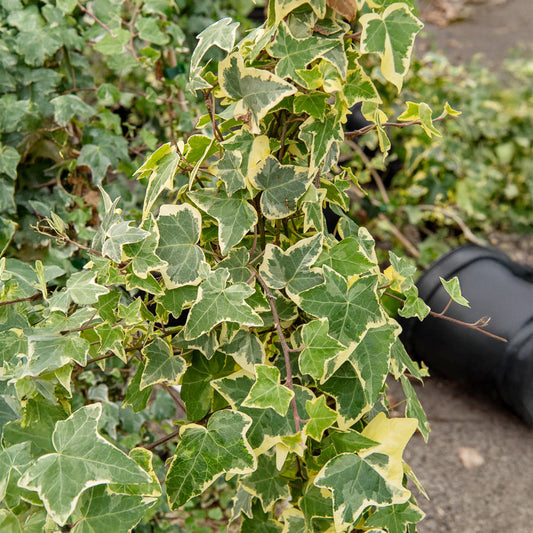 Lierre Goldchild - Bakker