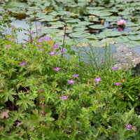 Geranium palustre - Géraniums des marais - Géraniums