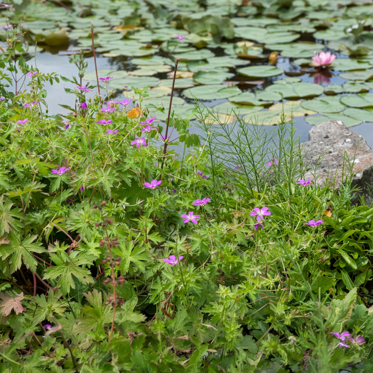 Geranium palustre - Géraniums des marais - Géraniums